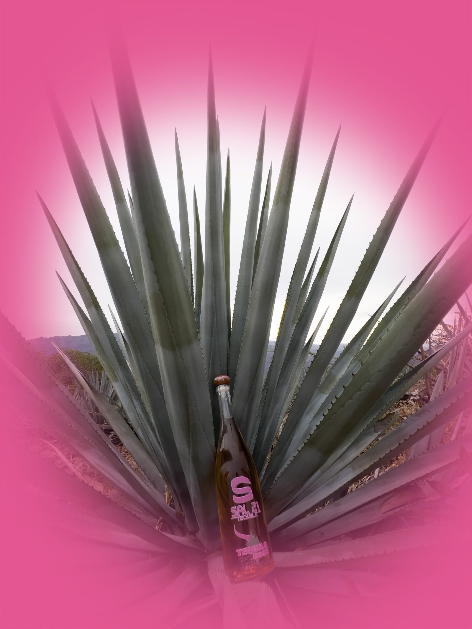 dm agave 25
